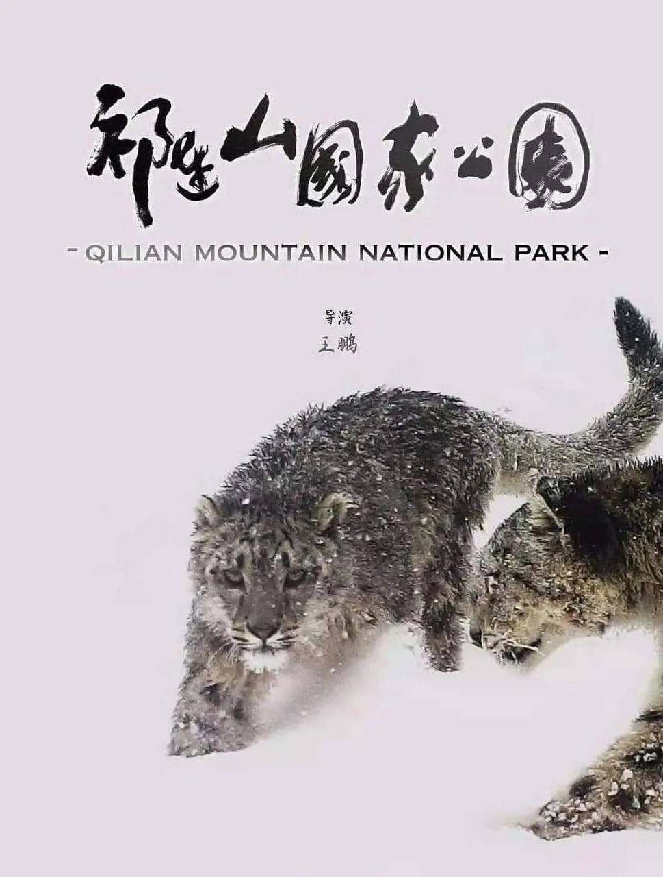 祁连山国家公园 (2021) 纪录片