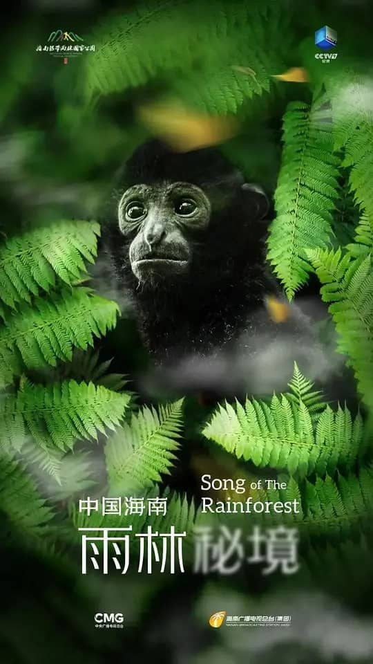 中国海南 雨林秘境