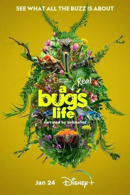 虫虫历险记 A Real Bug&rsquo;s Life (2024)✨【2160p.杜比视界】3.7G/集