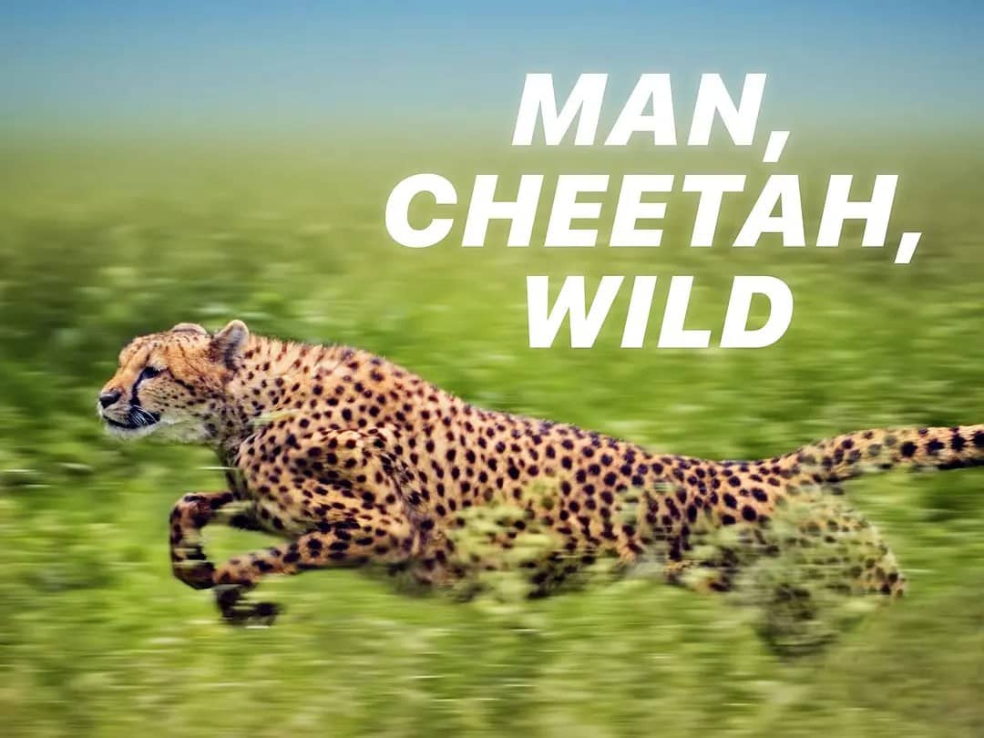 与猎豹同行 Man, Cheetah, Wild (2013)